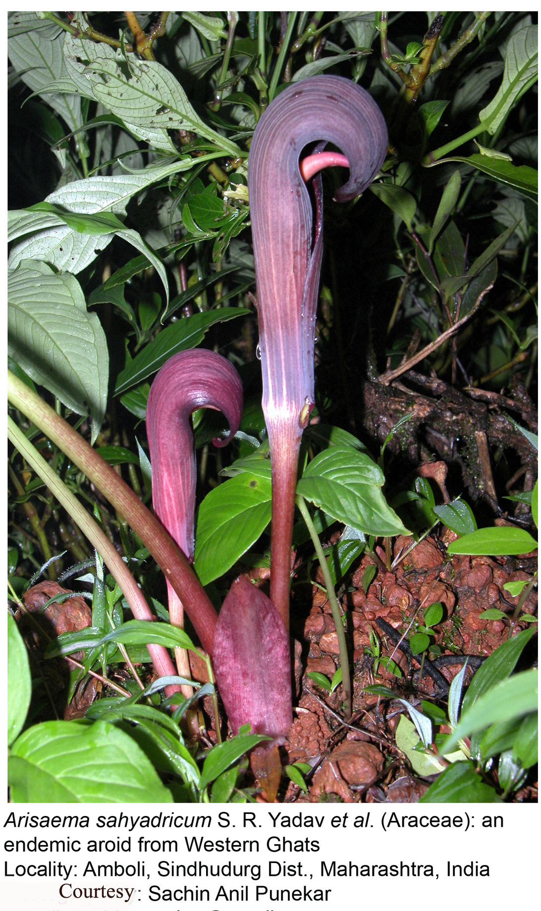 Arisaema sahyadricum S.R. Yadav & al.